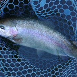 岸際のブラウンを狙い撃て ～岡崎トラウトポンド～